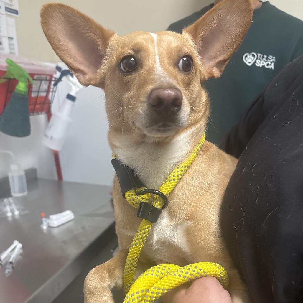 Enlarge Luke, a Adoptable mixed breed in Tulsa, OK image 4/6