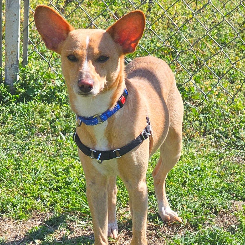 Enlarge Luke, a Adoptable mixed breed in Tulsa, OK image 5/6