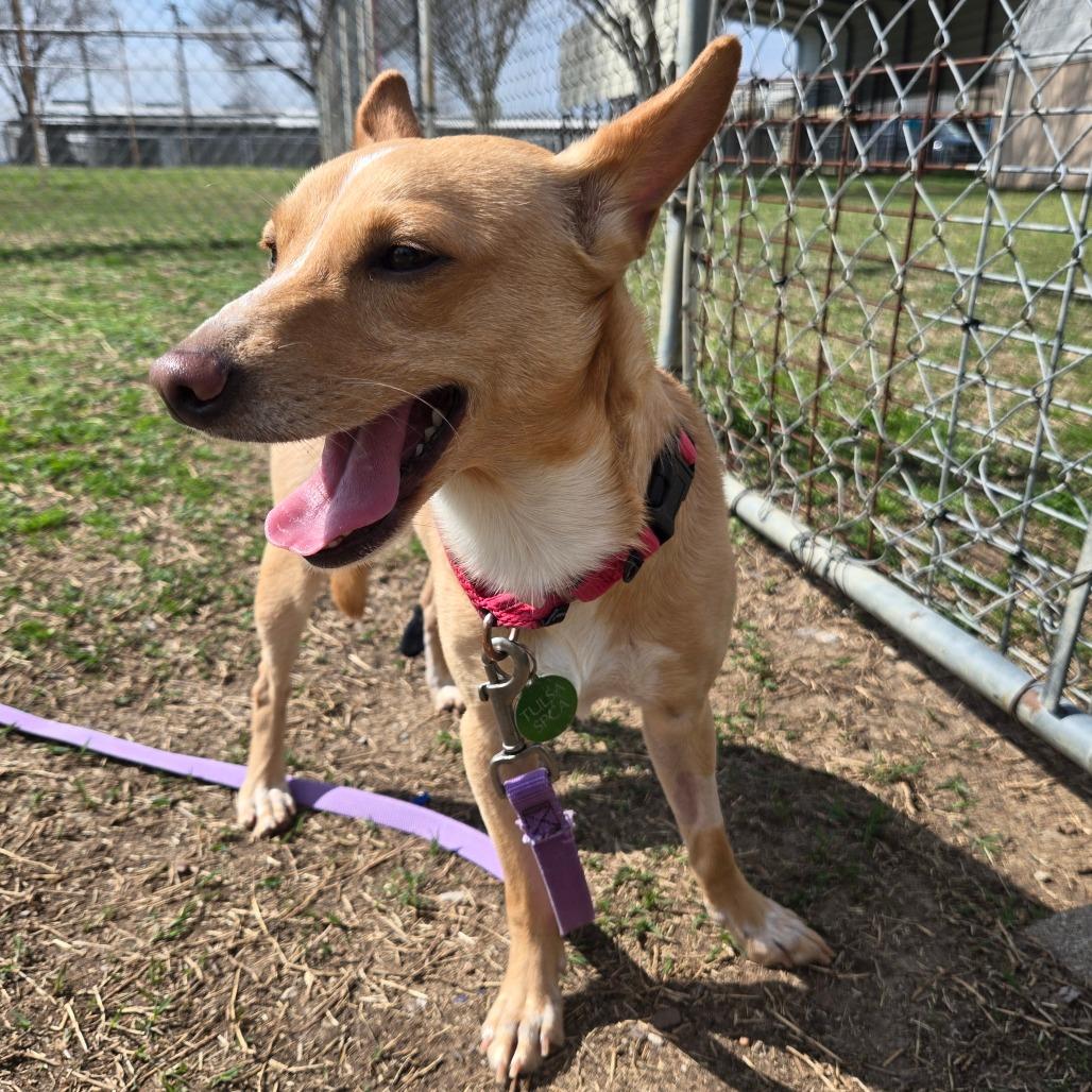 Enlarge Luke, a Adoptable mixed breed in Tulsa, OK image 6/6