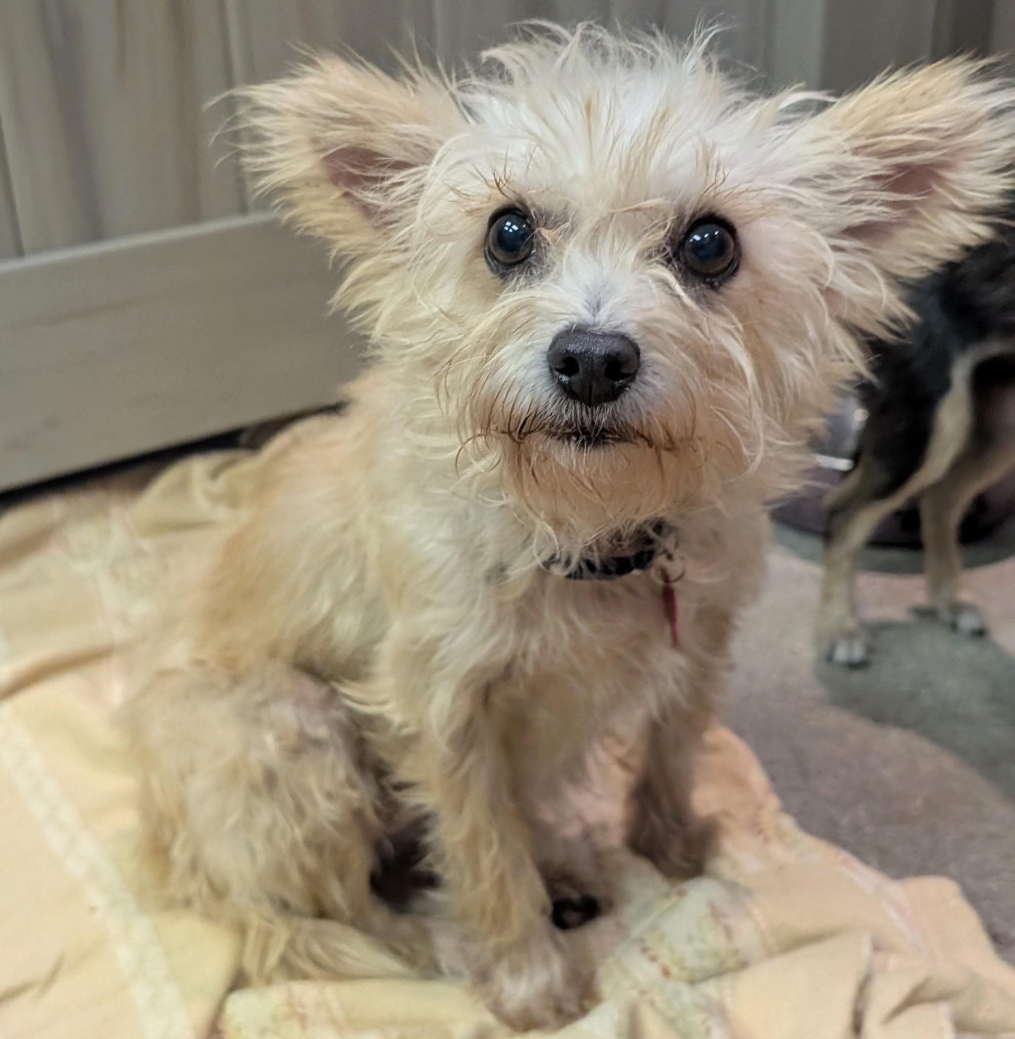 Uma Furman, Adoptable, Adult Male Yorkshire Terrier & Maltese.