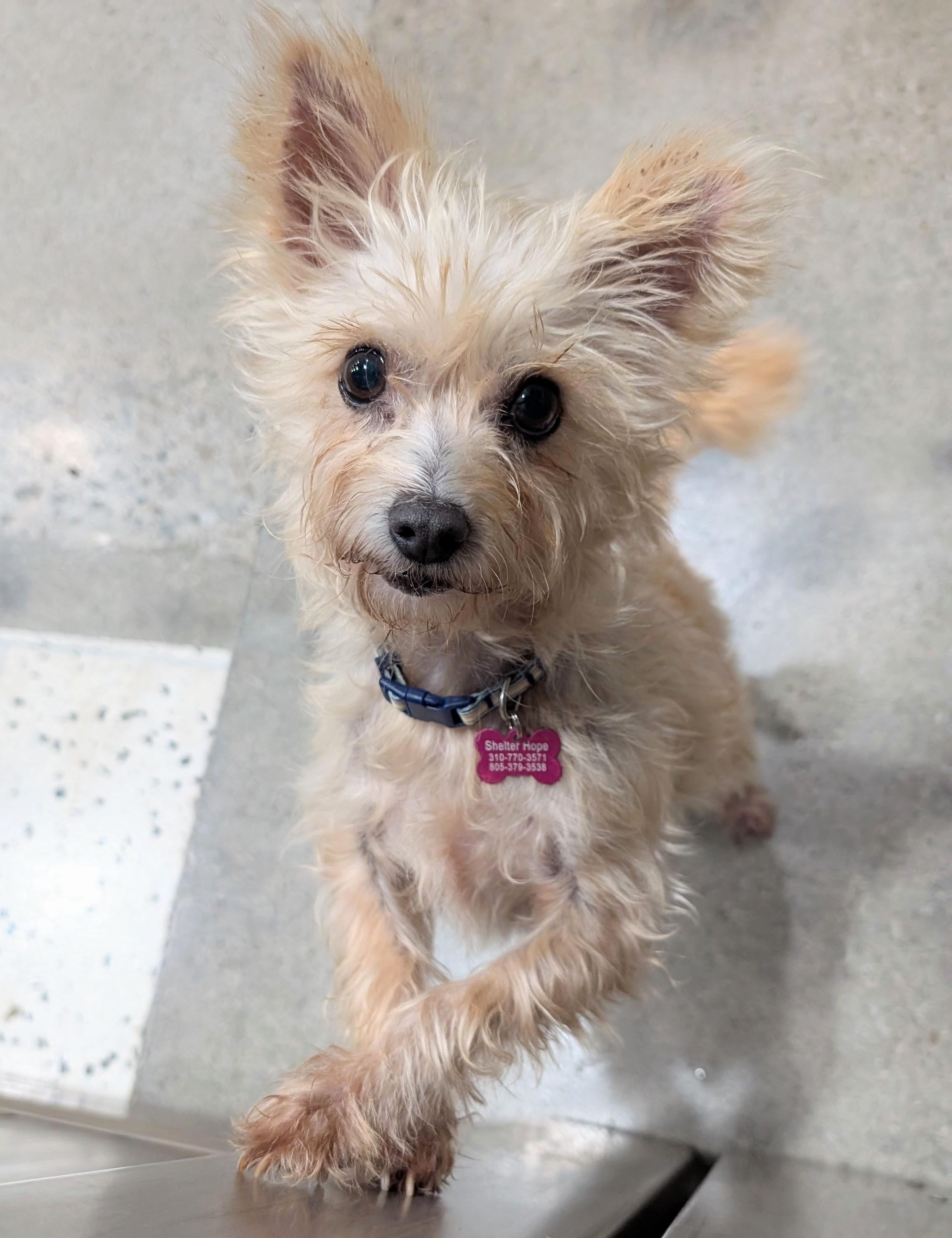 Uma Furman, a Adoptable mixed breed in Thousand Oaks, CA image 4/6