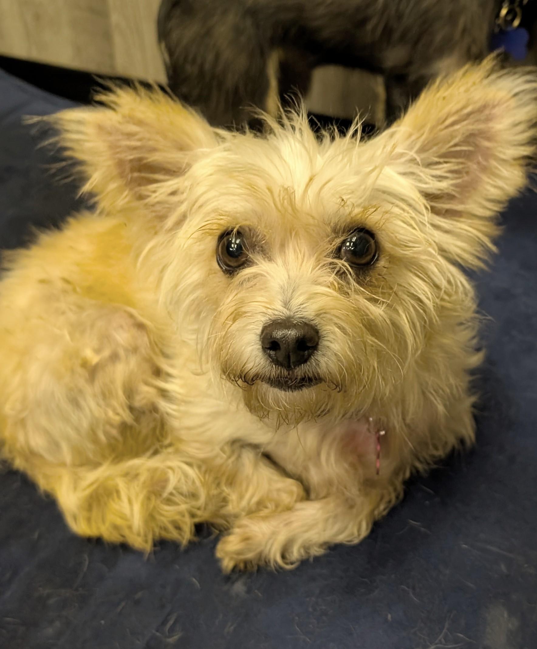 Uma Furman, a Adoptable mixed breed in Thousand Oaks, CA image 6/6