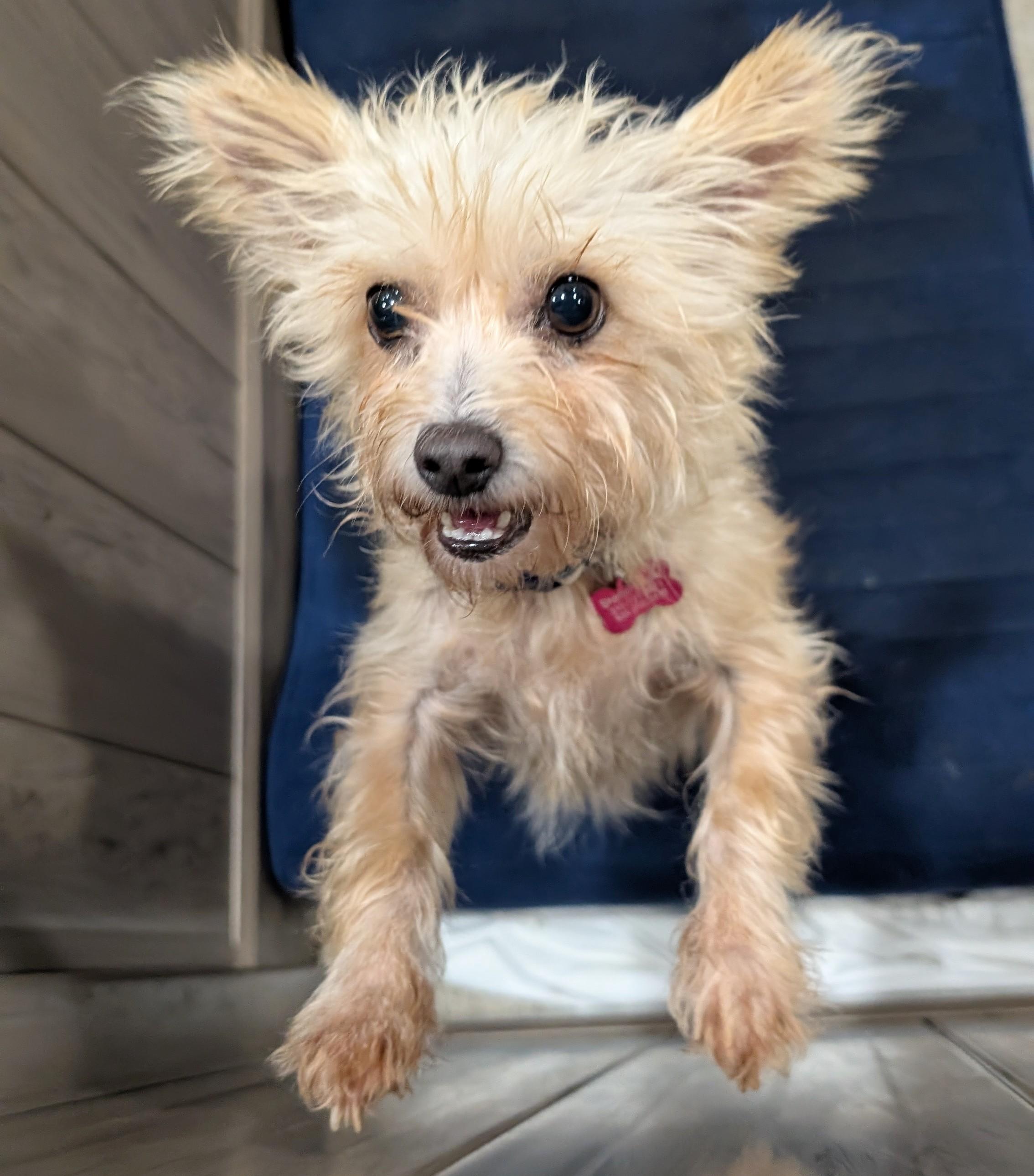 Uma Furman, a Adoptable mixed breed in Thousand Oaks, CA image 3/6