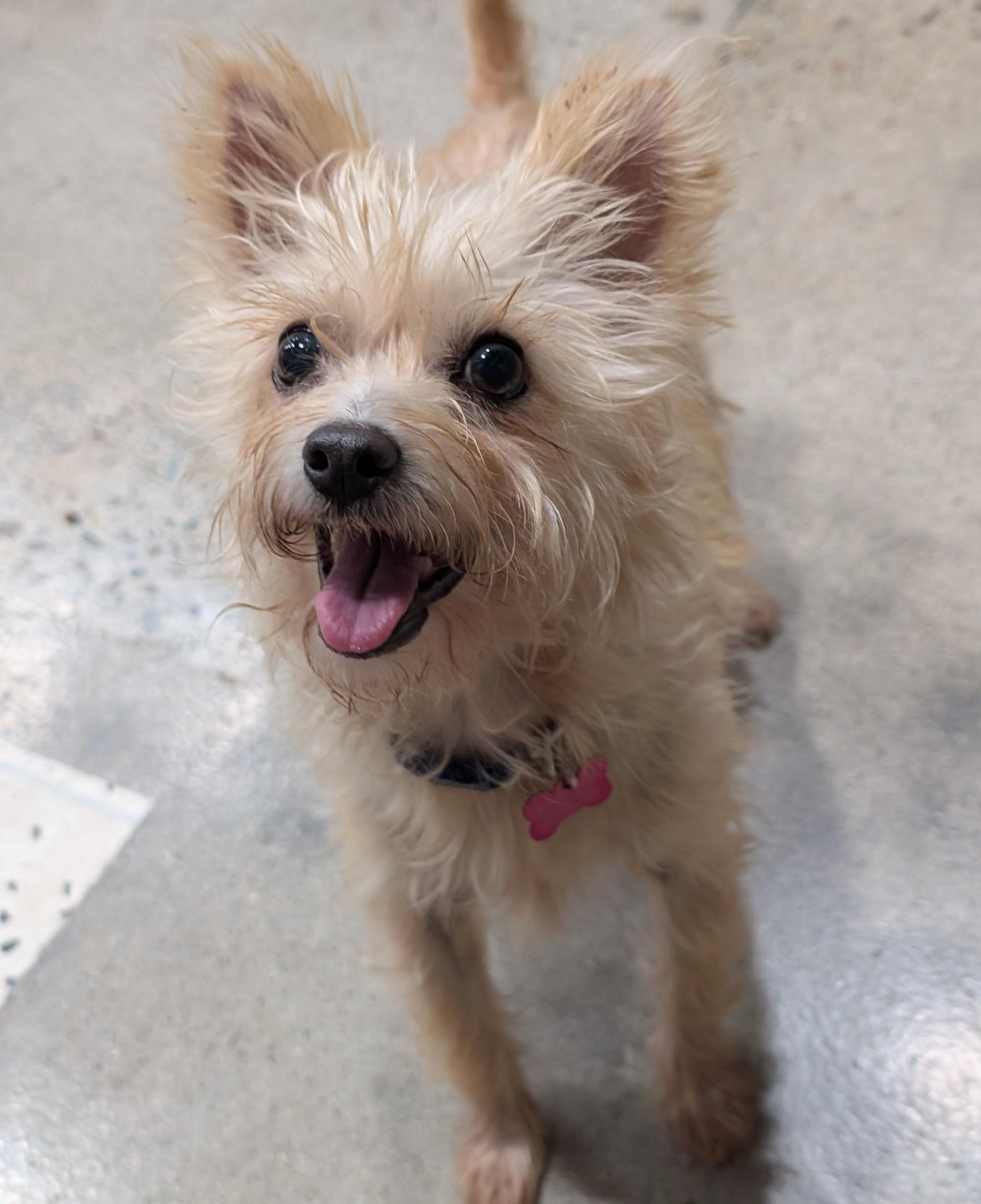 Uma Furman, a Adoptable mixed breed in Thousand Oaks, CA image 2/6