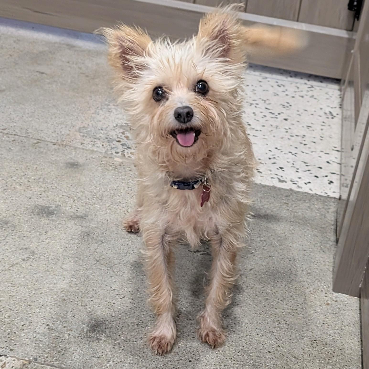 Uma Furman, a Adoptable mixed breed in Thousand Oaks, CA image 1/6