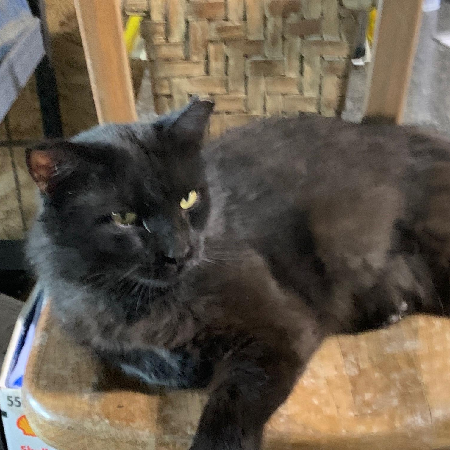 Teddy, Adoptable, Adult Male Domestic Long Hair.