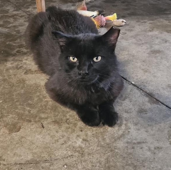 Enlarge Teddy, a Adoptable Domestic Long Hair in Stockholm, WI image 4/6