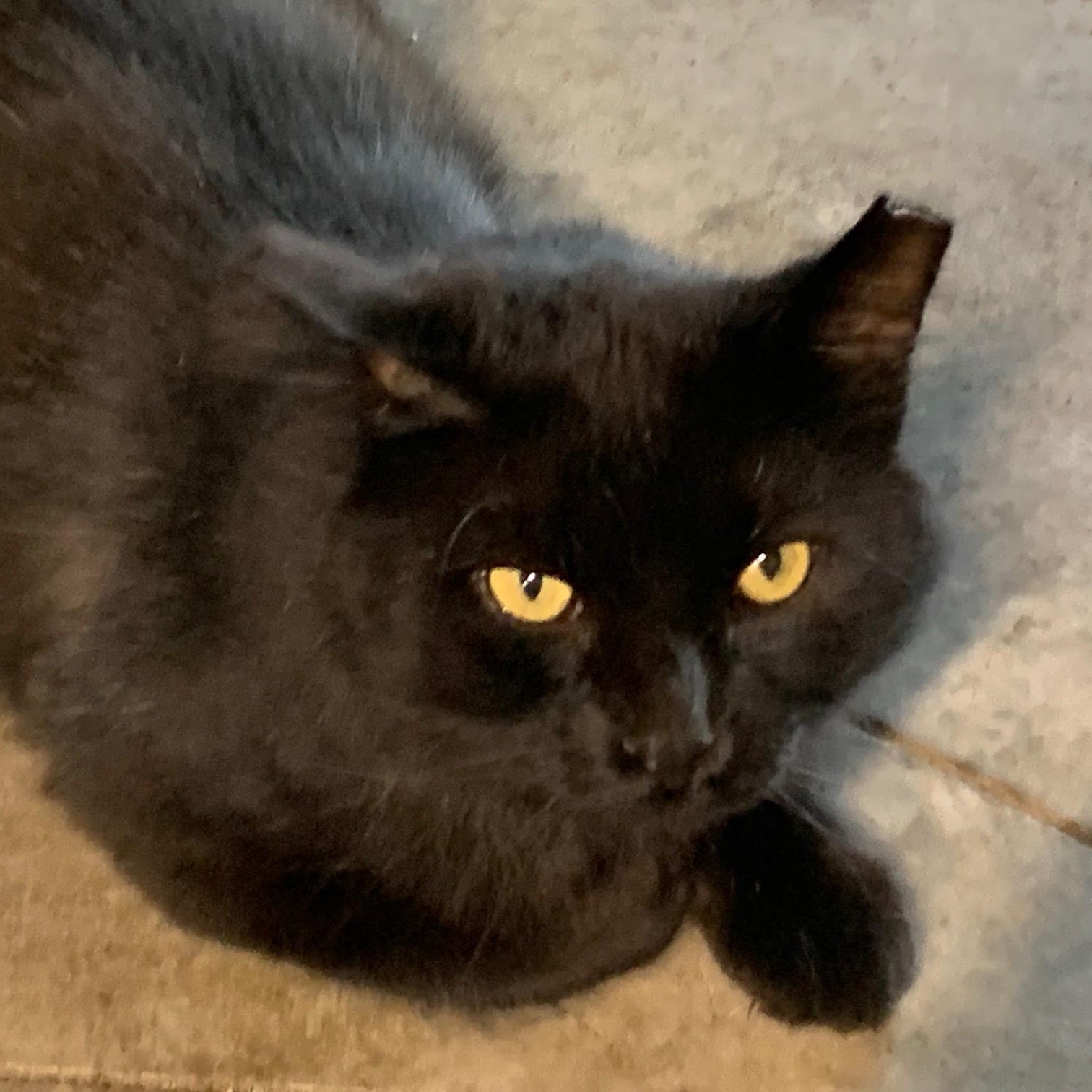 Enlarge Teddy, a Adoptable Domestic Long Hair in Stockholm, WI image 6/6