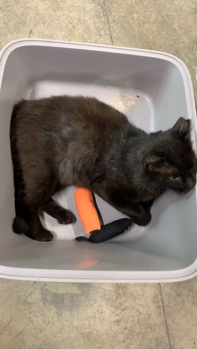 Enlarge Teddy, a Adoptable Domestic Long Hair in Stockholm, WI video 2/6