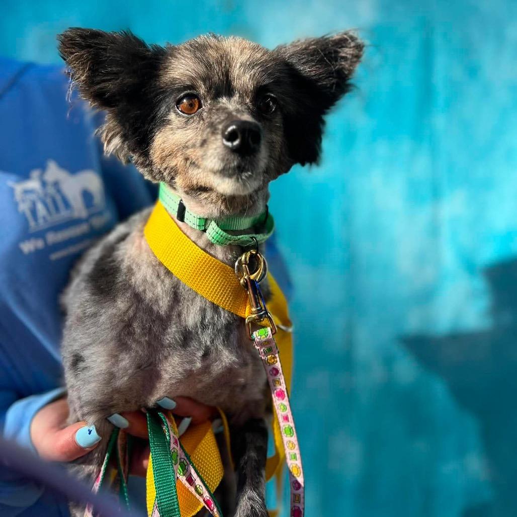 Enlarge Crue, a Adoptable Pomeranian in St. Charles, IL image 1/4