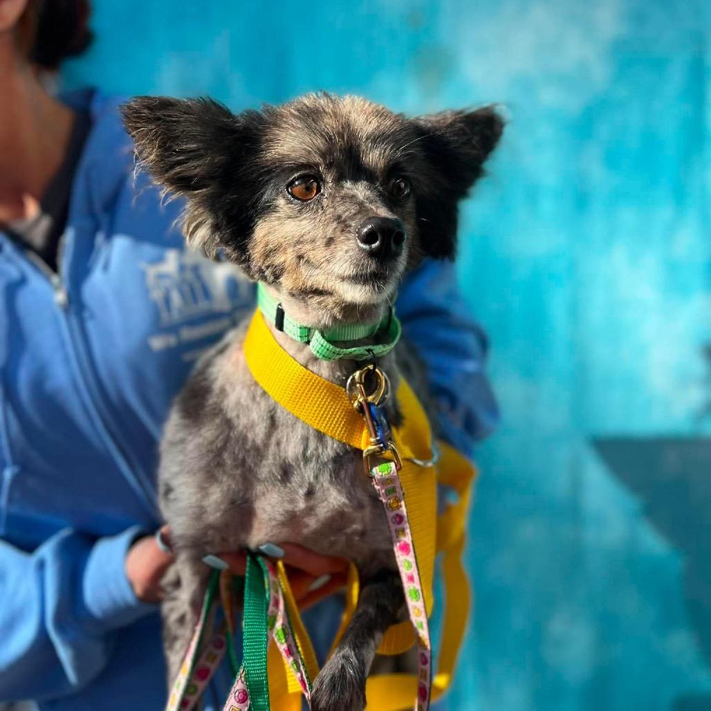 Enlarge Crue, a Adoptable Pomeranian in St. Charles, IL image 2/4