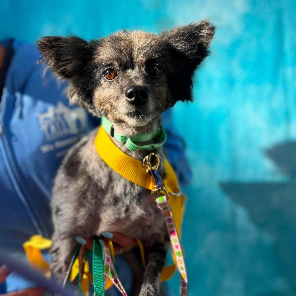 Enlarge Crue, a Adoptable Pomeranian in St. Charles, IL image 3/4
