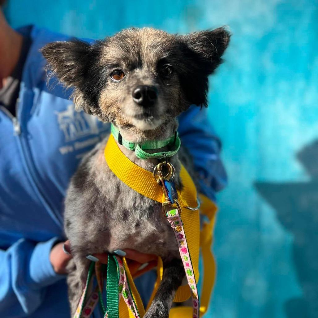 Enlarge Crue, a Adoptable Pomeranian in St. Charles, IL image 4/4