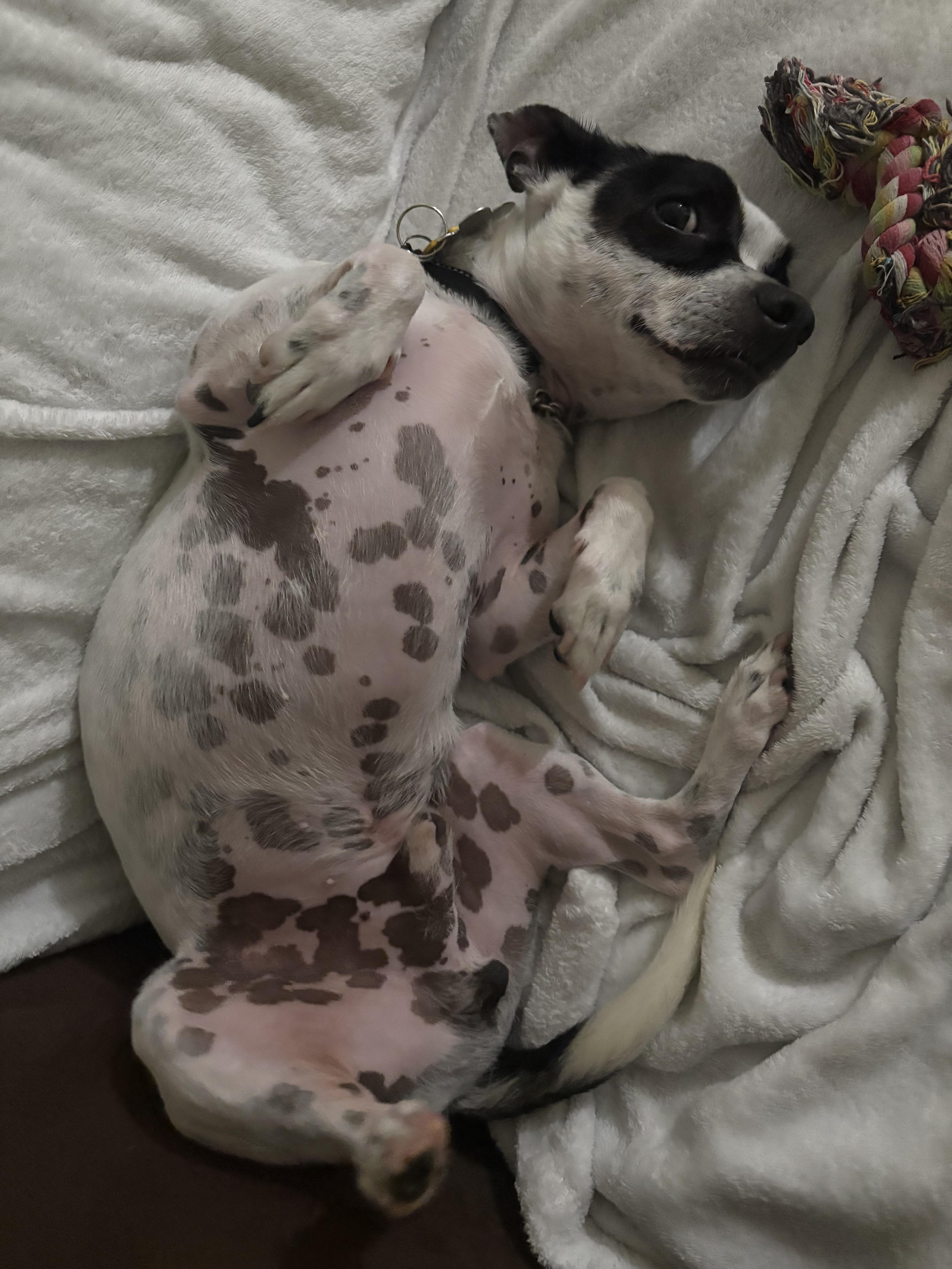 Enlarge MERLE, an adopted mixed breed in Joshua Tree, CA image 4/4