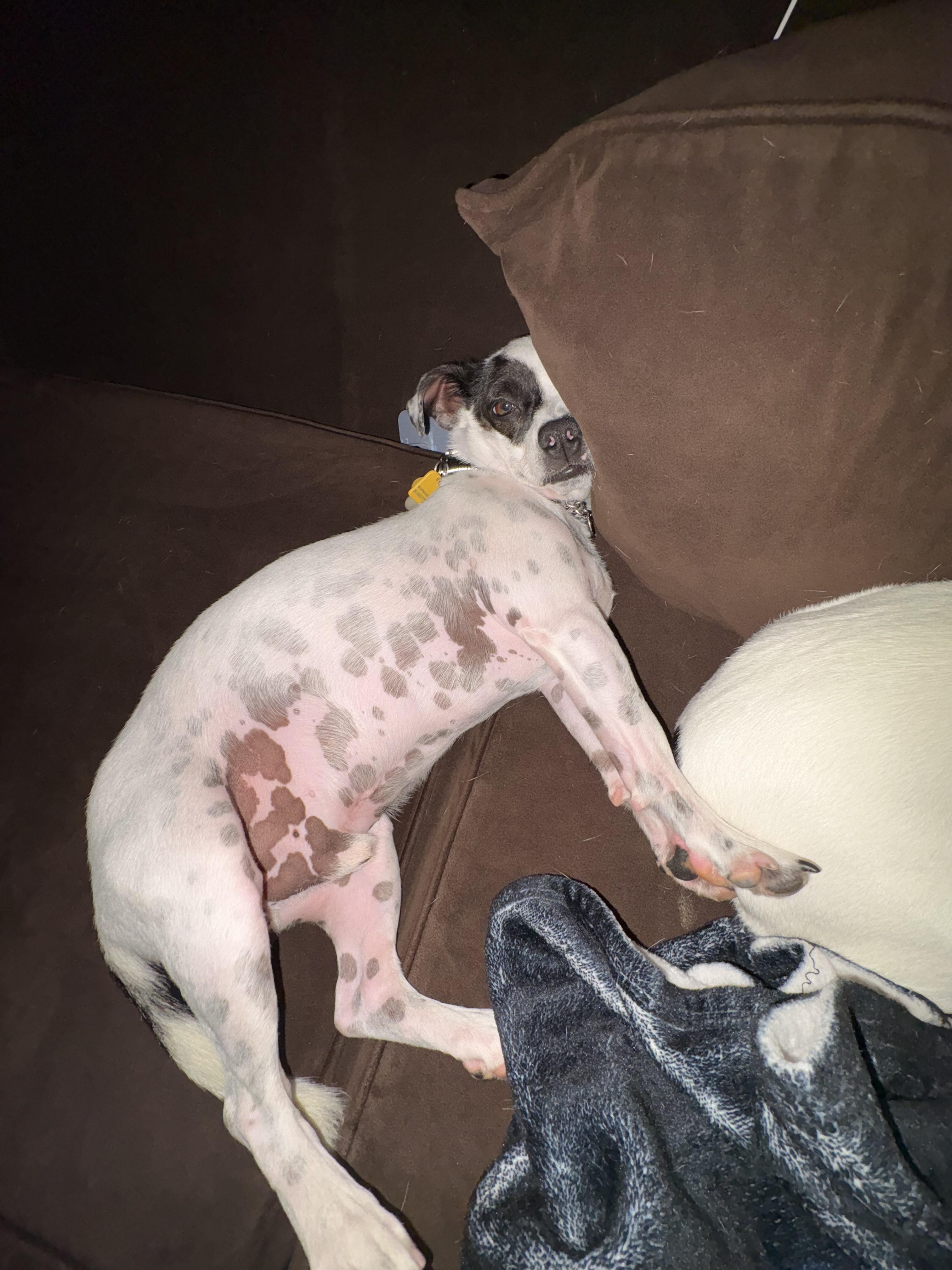 Enlarge MERLE, an adopted mixed breed in Joshua Tree, CA image 3/4