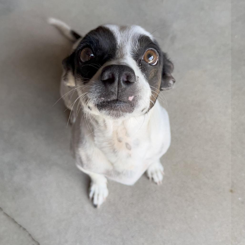 Enlarge MERLE, an adopted mixed breed in Joshua Tree, CA image 1/4