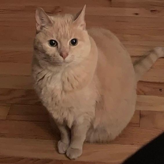 Enlarge Kiki, a ADOPTABLE Domestic Short Hair in Johnson City, TN image 4/4