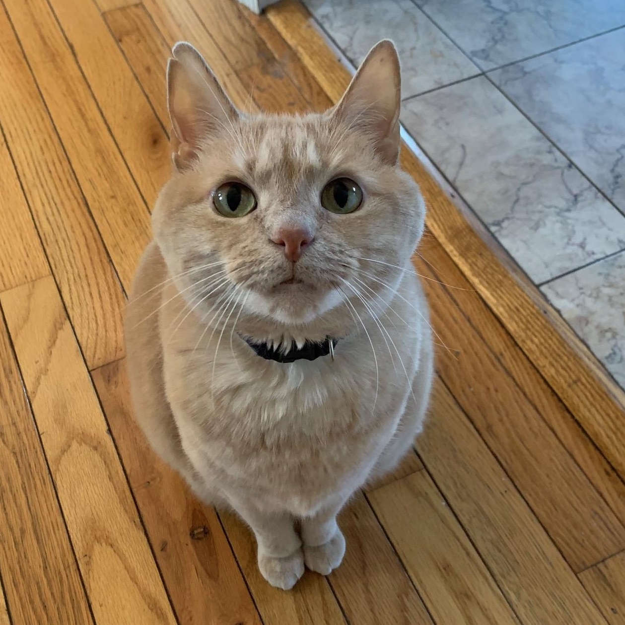 Kiki, ADOPTABLE, Senior Female Domestic Short Hair.