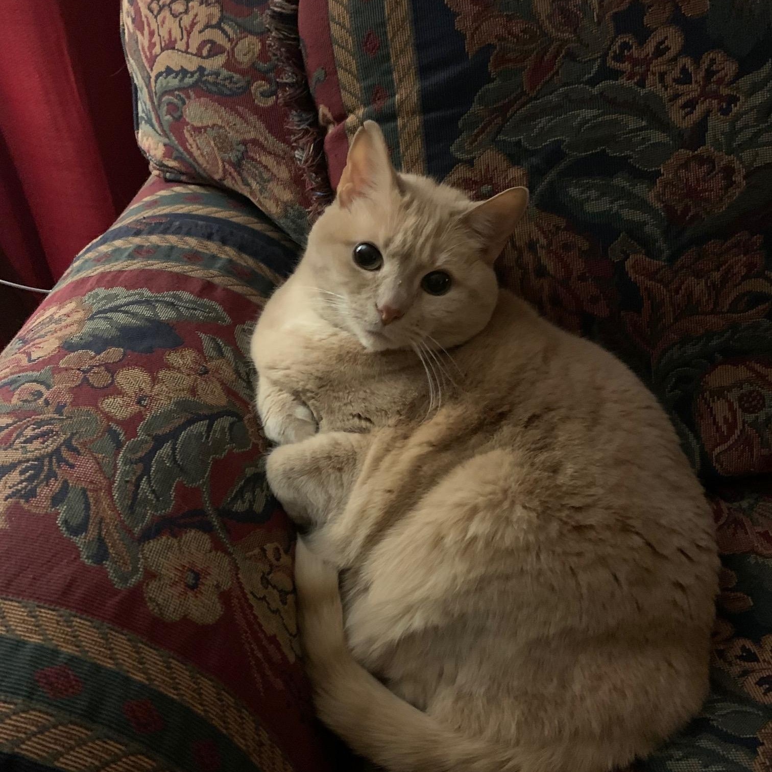 Enlarge Kiki, a ADOPTABLE Domestic Short Hair in Johnson City, TN image 2/4