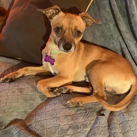 Chico available at Charlie's Little Dog House, Adoptable, Young Male Chihuahua & Miniature Pinscher.