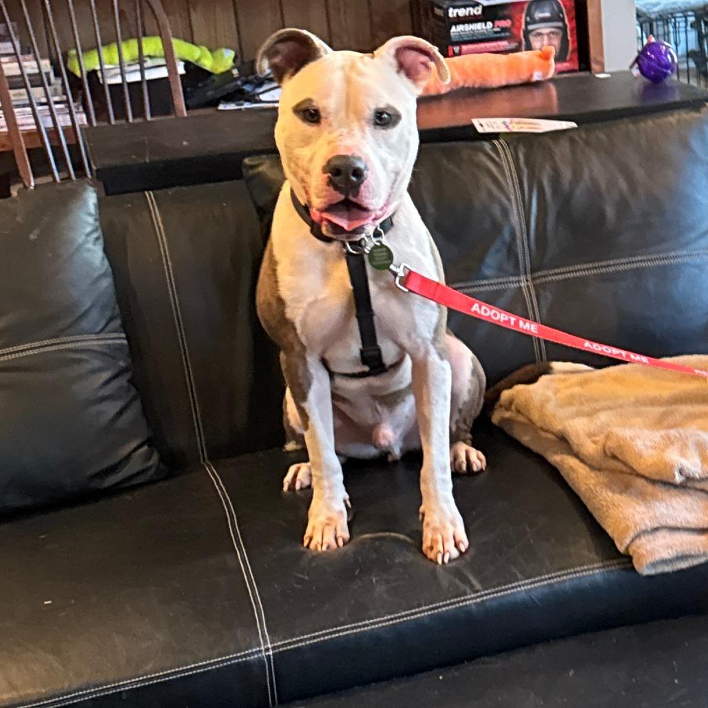 Hawkeye, Adoptable, Adult Male Pit Bull Terrier & Mixed Breed.