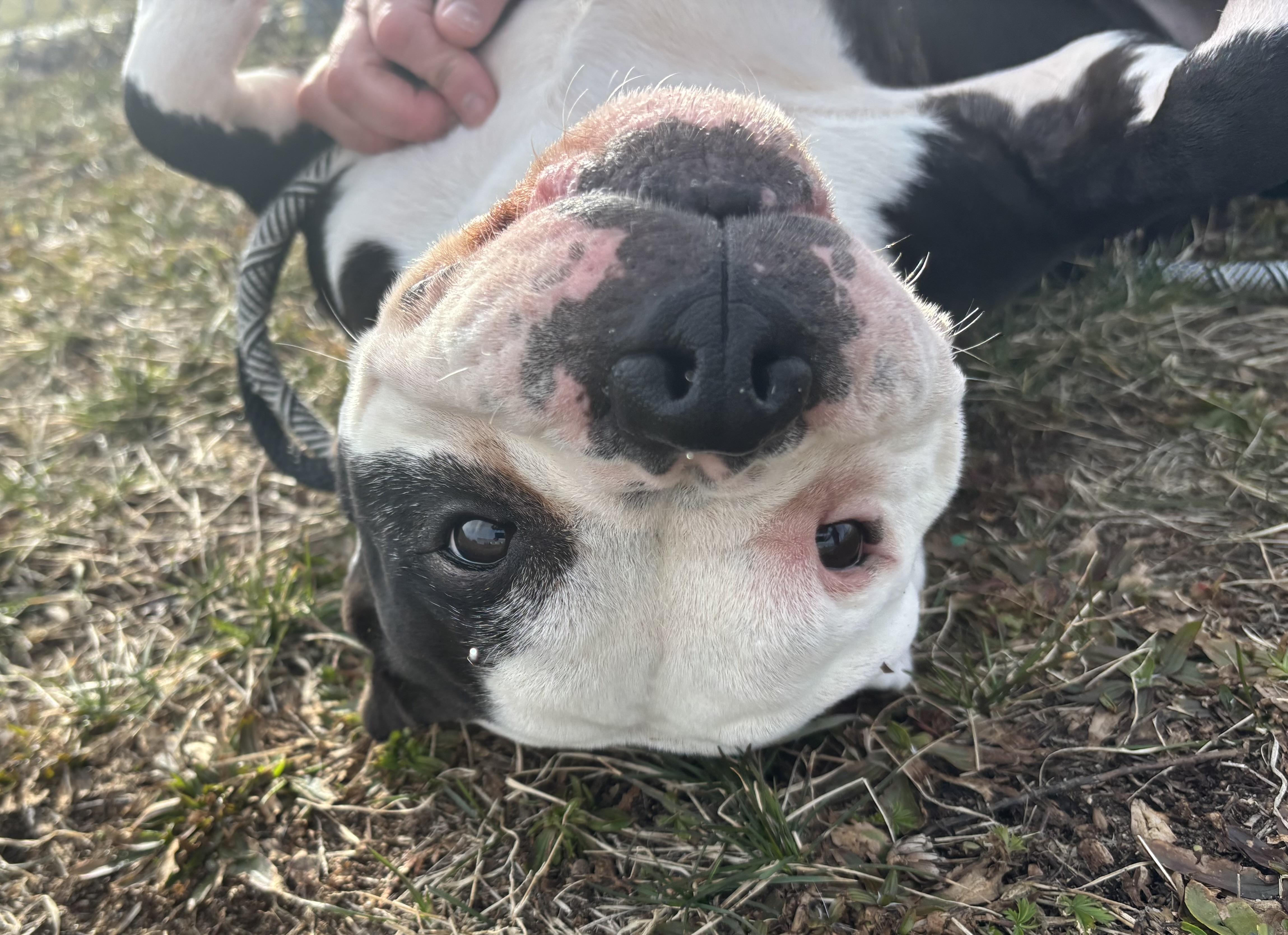 Enlarge Mishka, a ADOPTABLE mixed breed in Wallingford, CT image 3/4