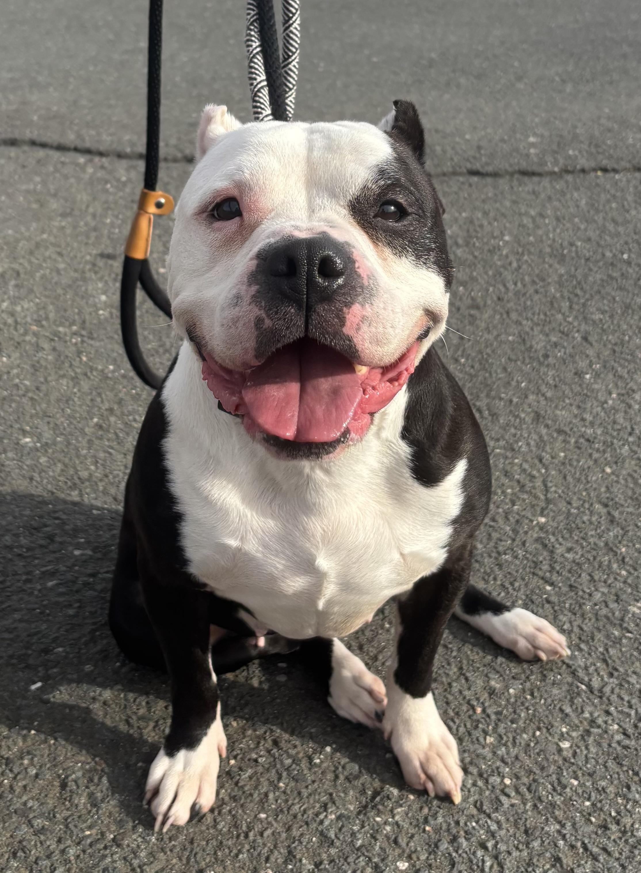 Enlarge Mishka, a ADOPTABLE mixed breed in Wallingford, CT image 1/4