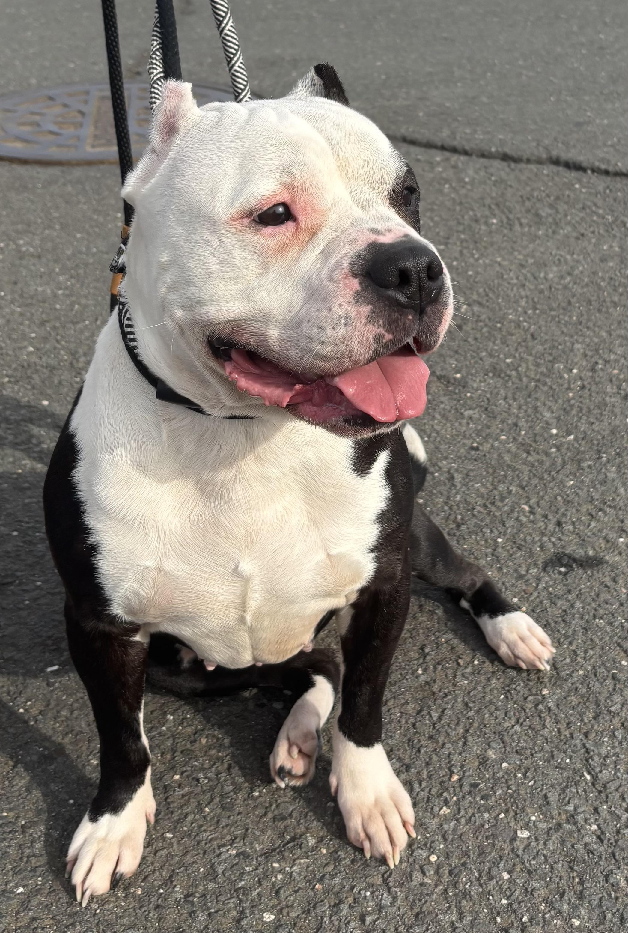 Enlarge Mishka, a ADOPTABLE mixed breed in Wallingford, CT image 4/4