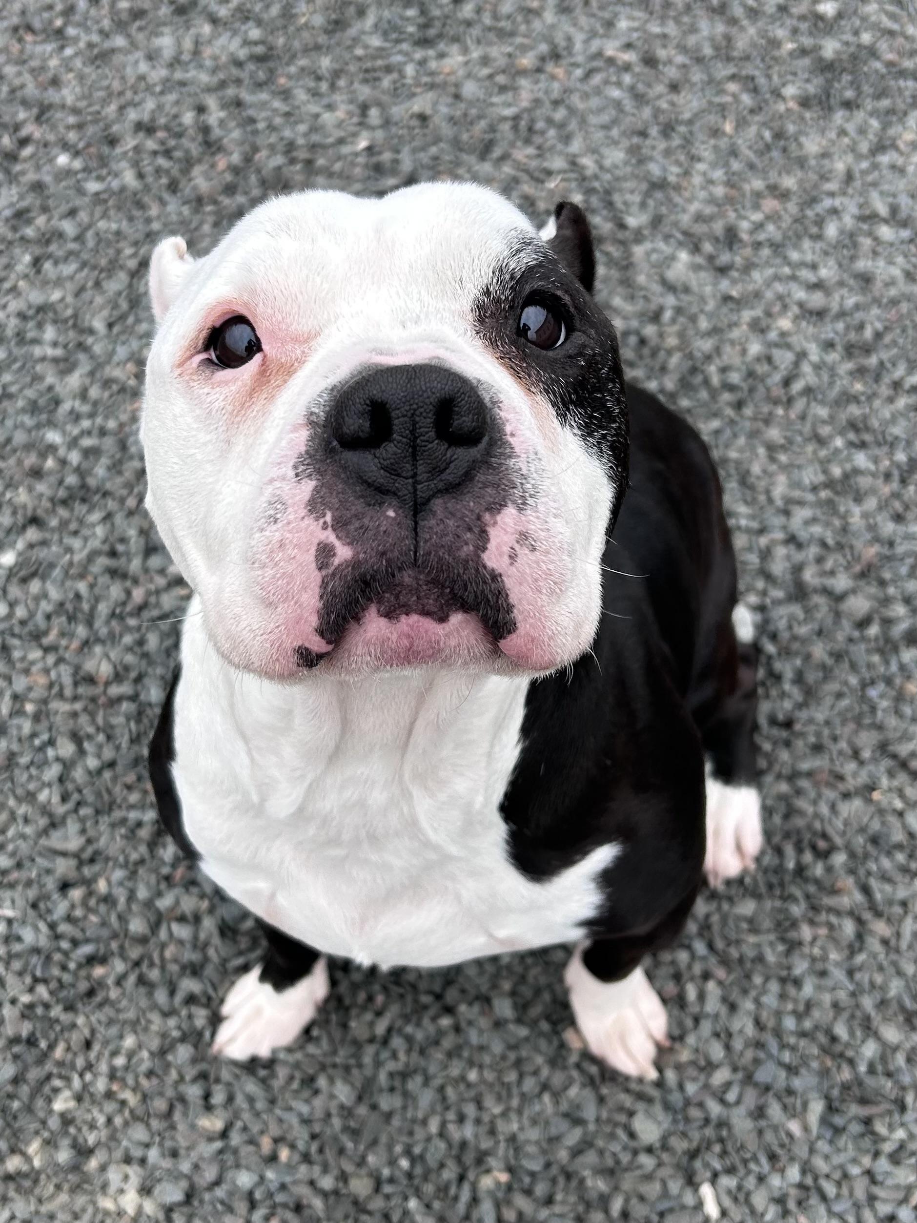 Enlarge Mishka, a ADOPTABLE mixed breed in Wallingford, CT image 2/4