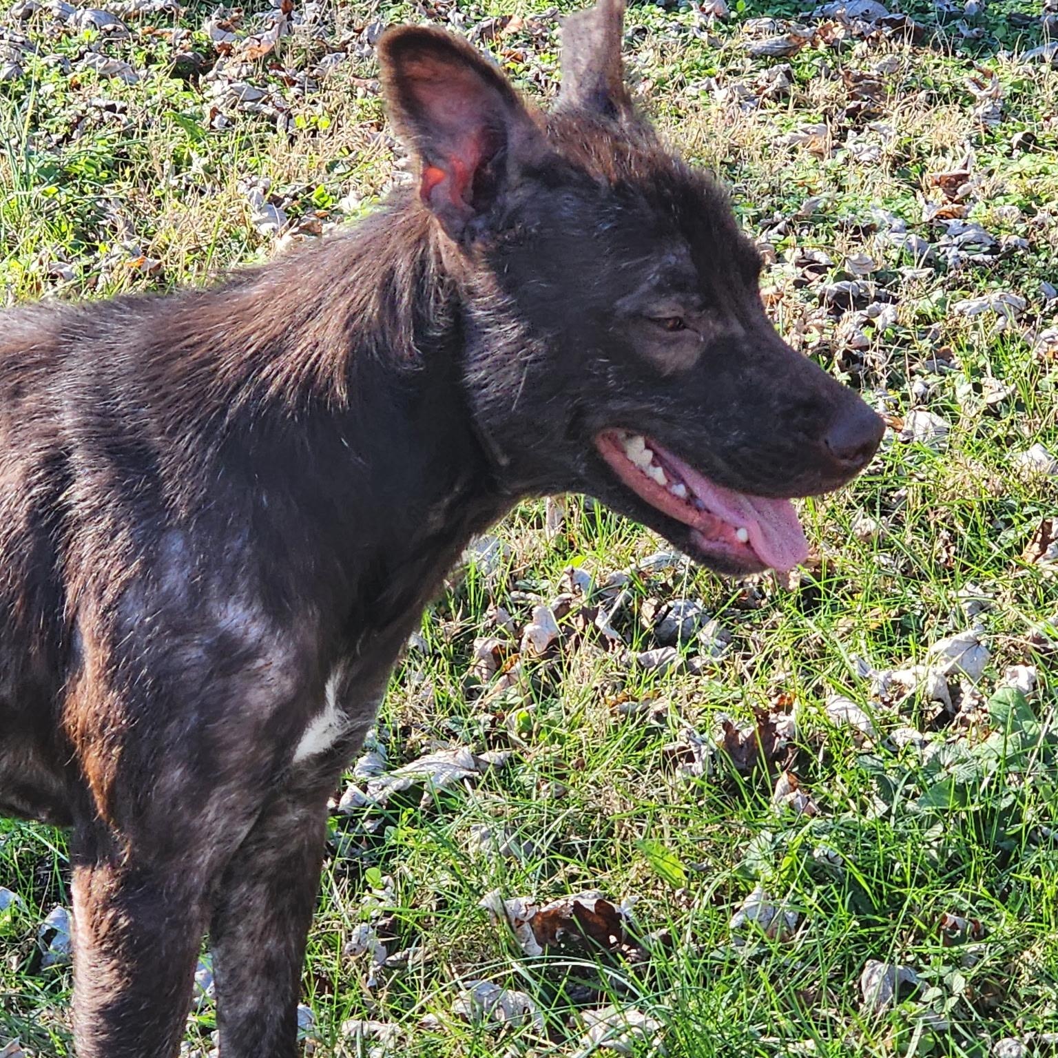 Leilani, a Adoptable Mixed Breed in Spring hill, TN image 5/6