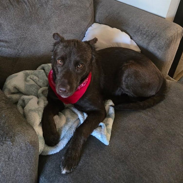 Leilani, Adoptable, Young Female Mixed Breed.