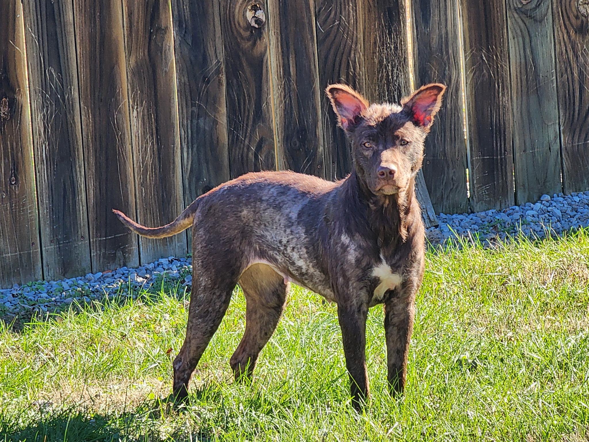 Leilani, a Adoptable Mixed Breed in Spring hill, TN image 3/6