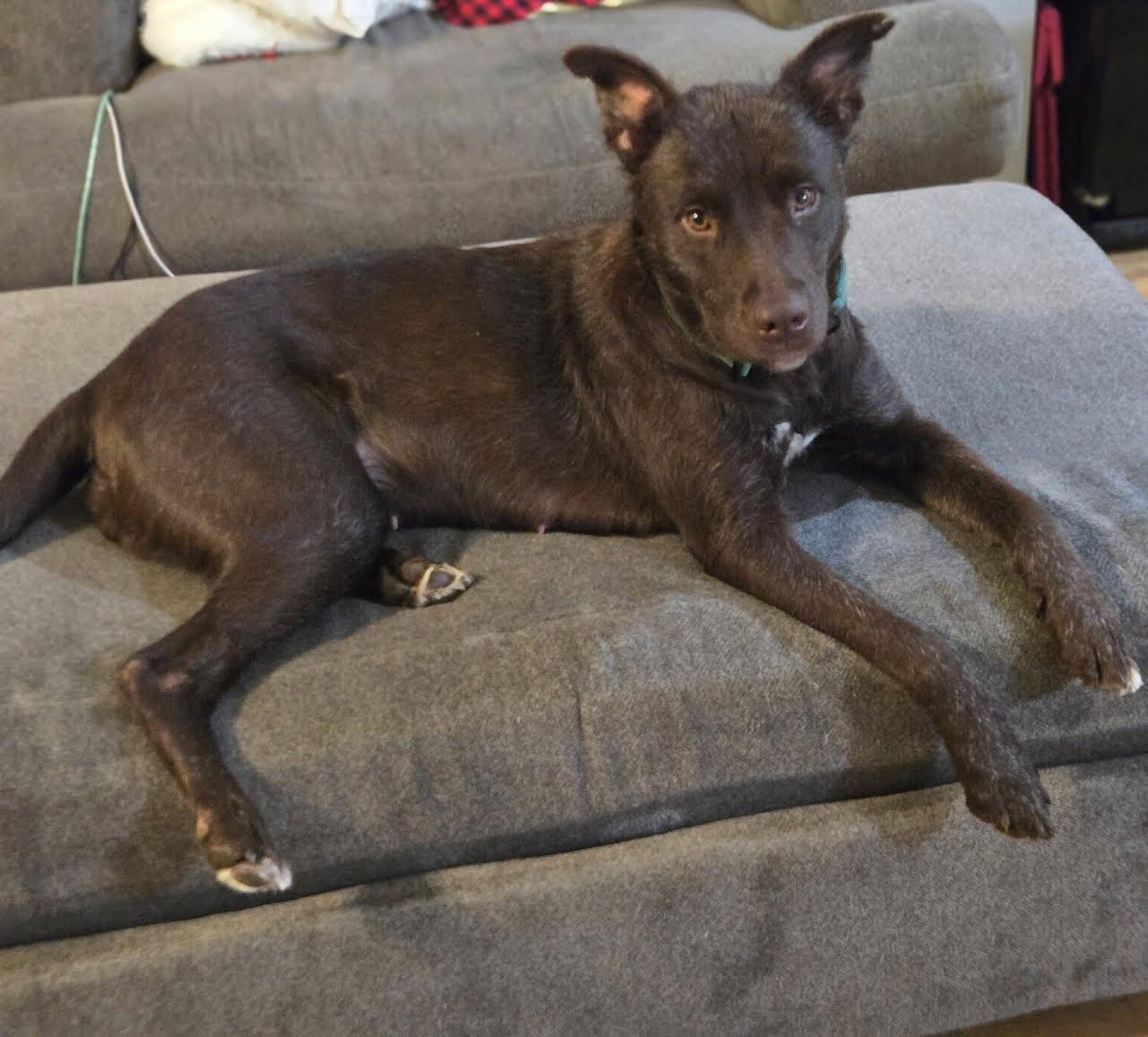 Enlarge Leilani, a Adoptable mixed breed in Spring hill, TN image 3/5