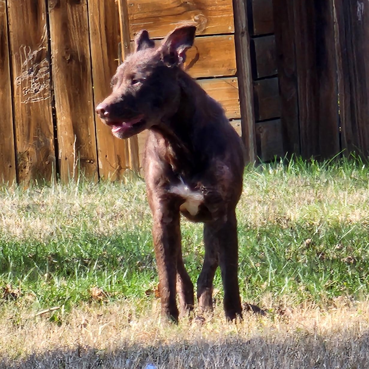 Leilani, Adoptable, Young Female Mixed Breed.