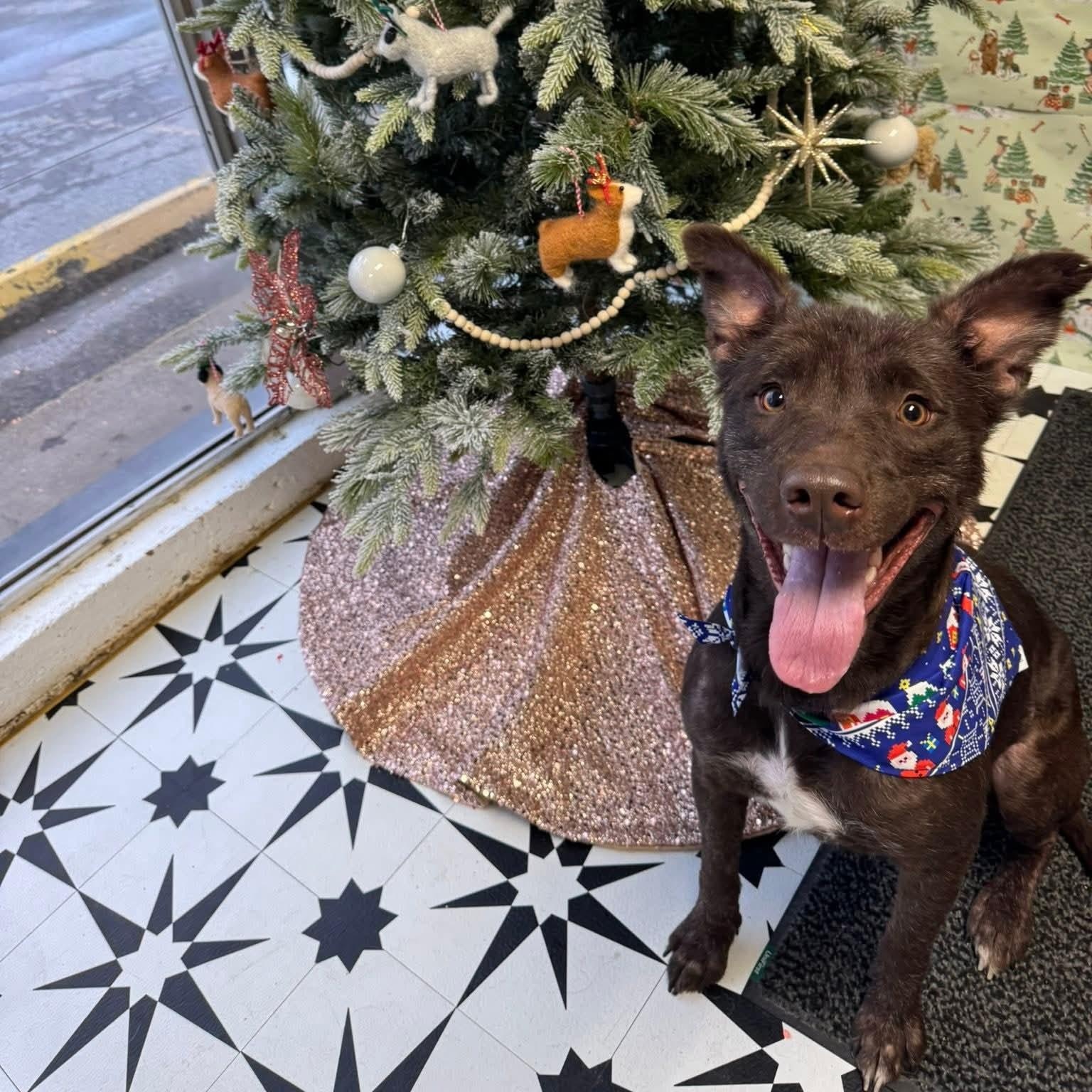 Leilani, Adoptable, Young Female Mixed Breed.