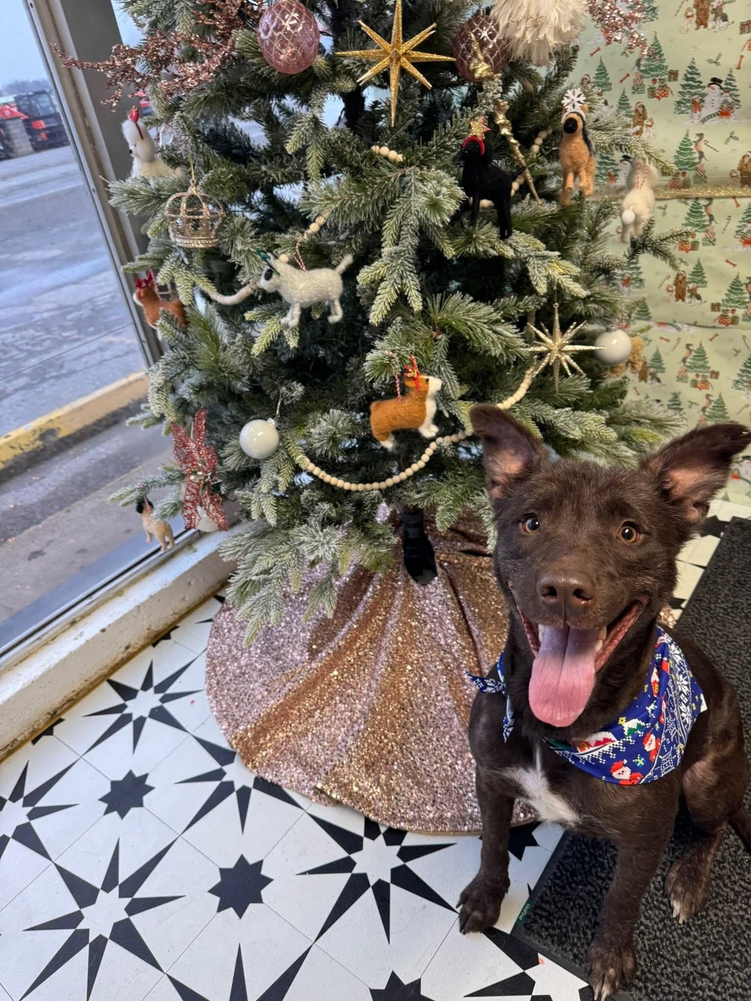 Leilani, a Adoptable Mixed Breed in Spring hill, TN image 2/6