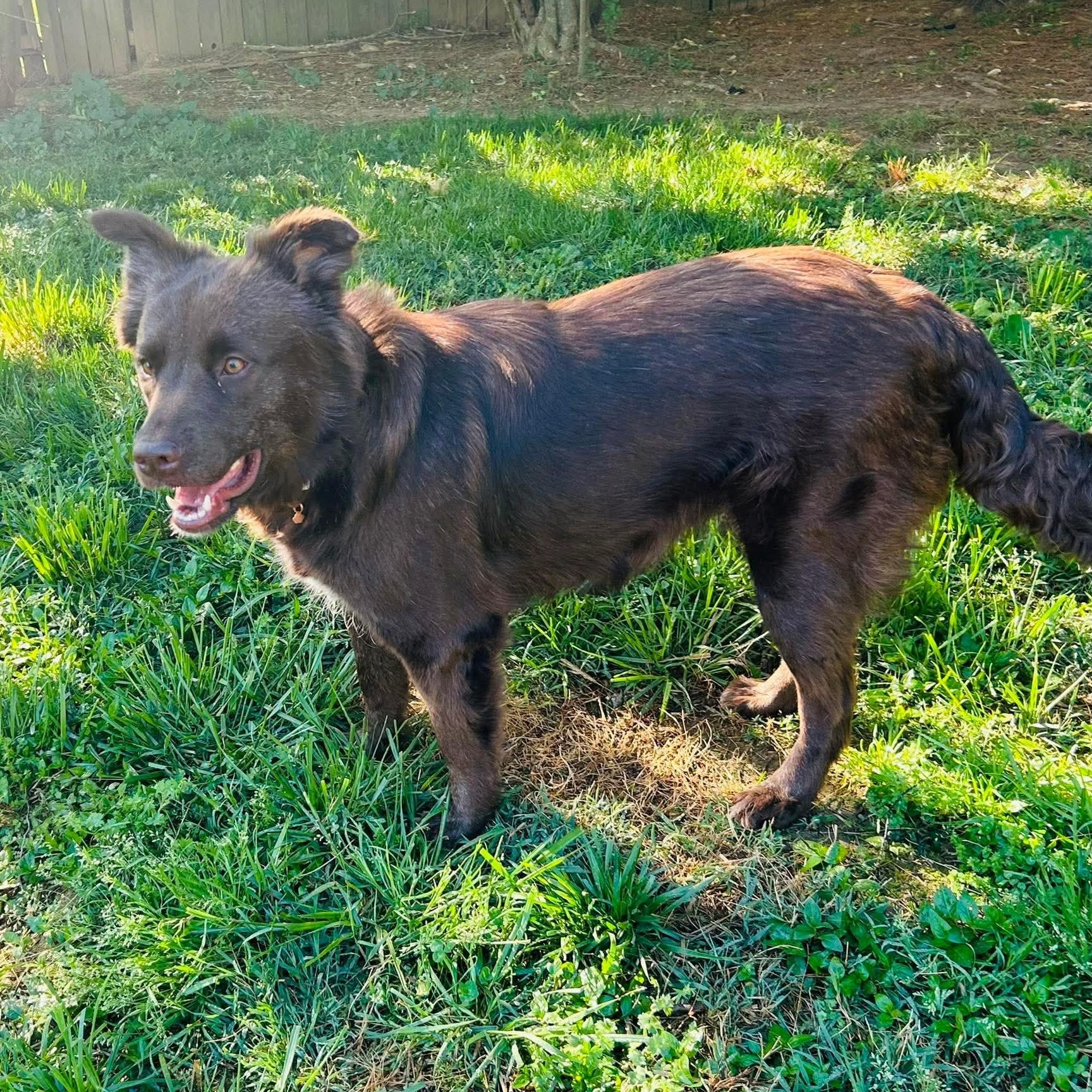 Leilani, an adoptable mixed breed in Spring hill, TN image 1/6
