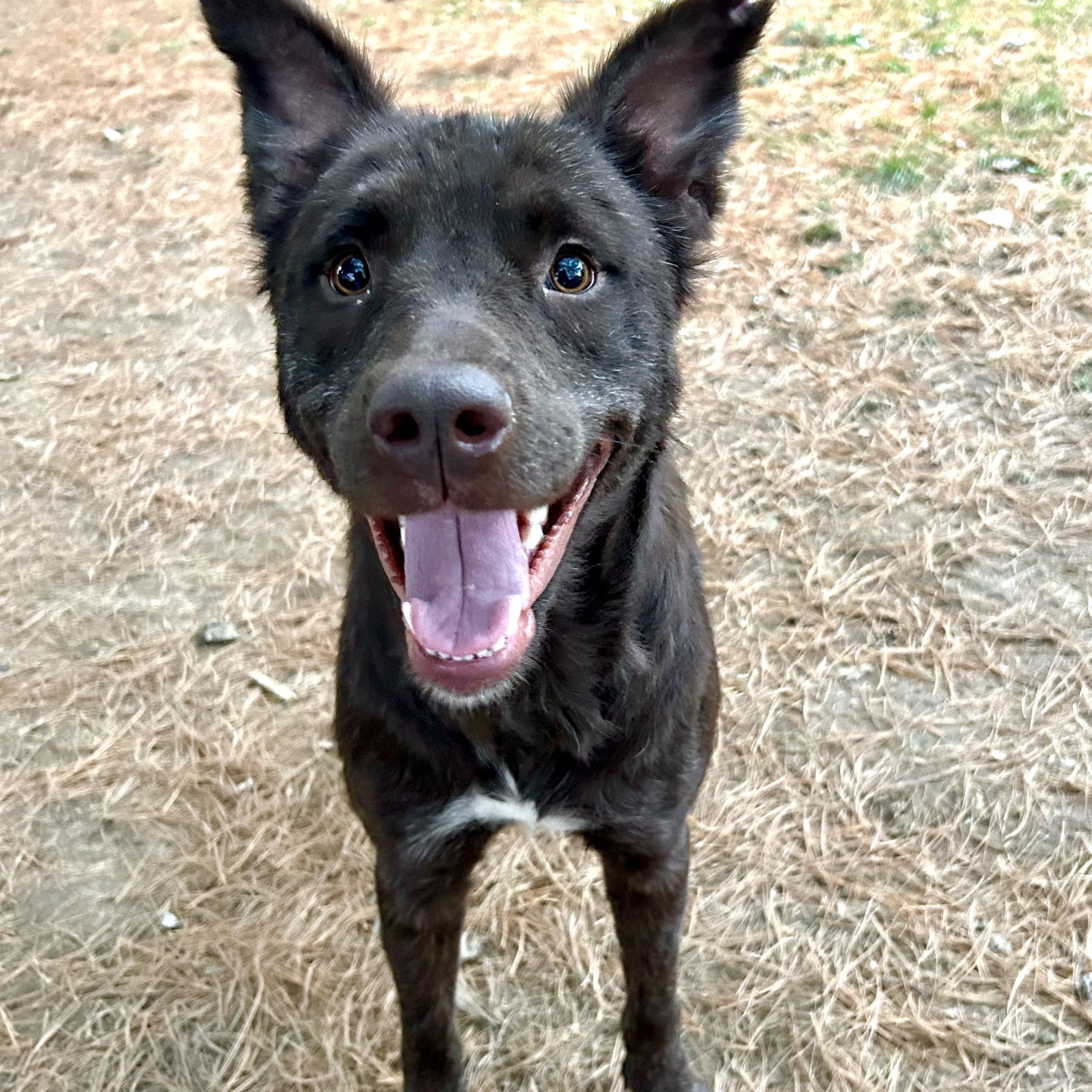 Enlarge Leilani, a Adoptable mixed breed in Spring hill, TN image 1/5