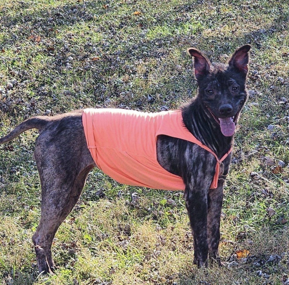 Leilani, a Adoptable Mixed Breed in Spring hill, TN image 2/3