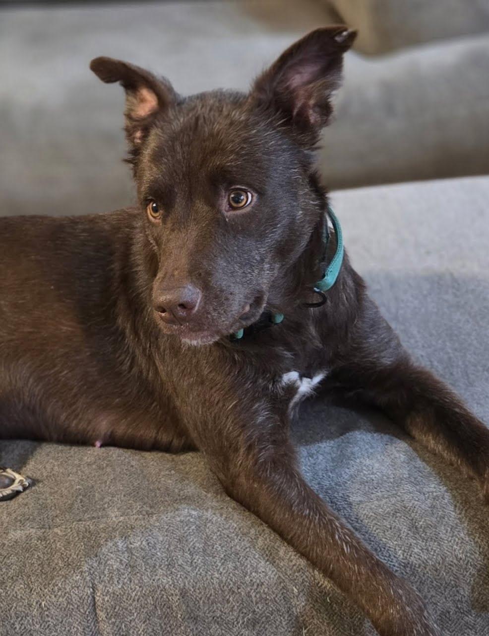 Enlarge Leilani, a Adoptable mixed breed in Spring hill, TN image 2/5