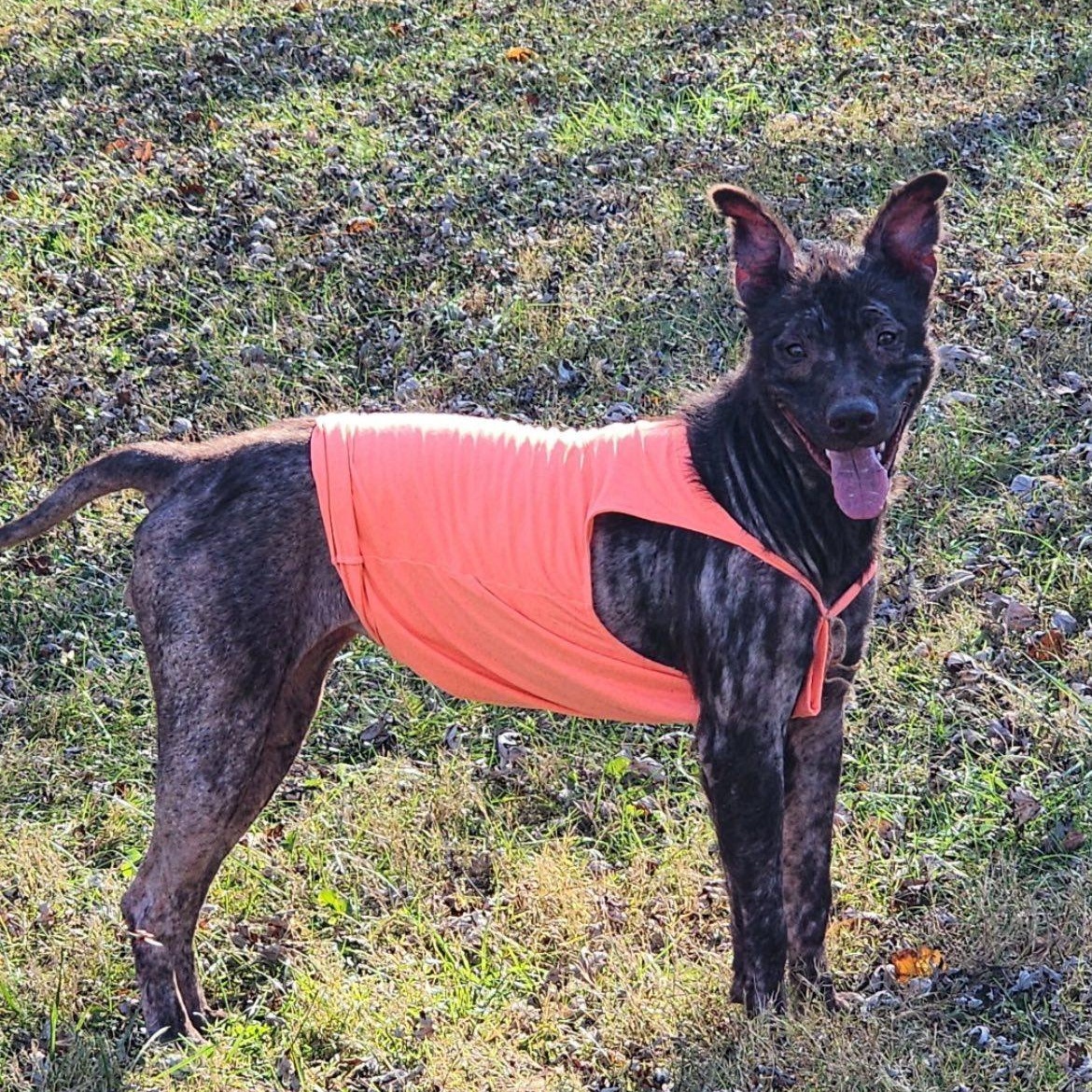 Leilani, a Adoptable Mixed Breed in Spring hill, TN image 6/6