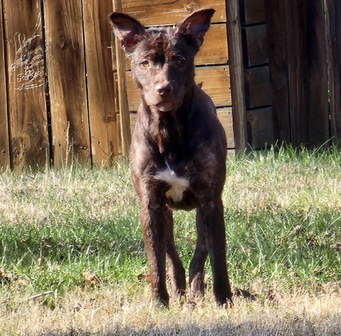 Leilani, a Adoptable Mixed Breed in Spring hill, TN image 3/3