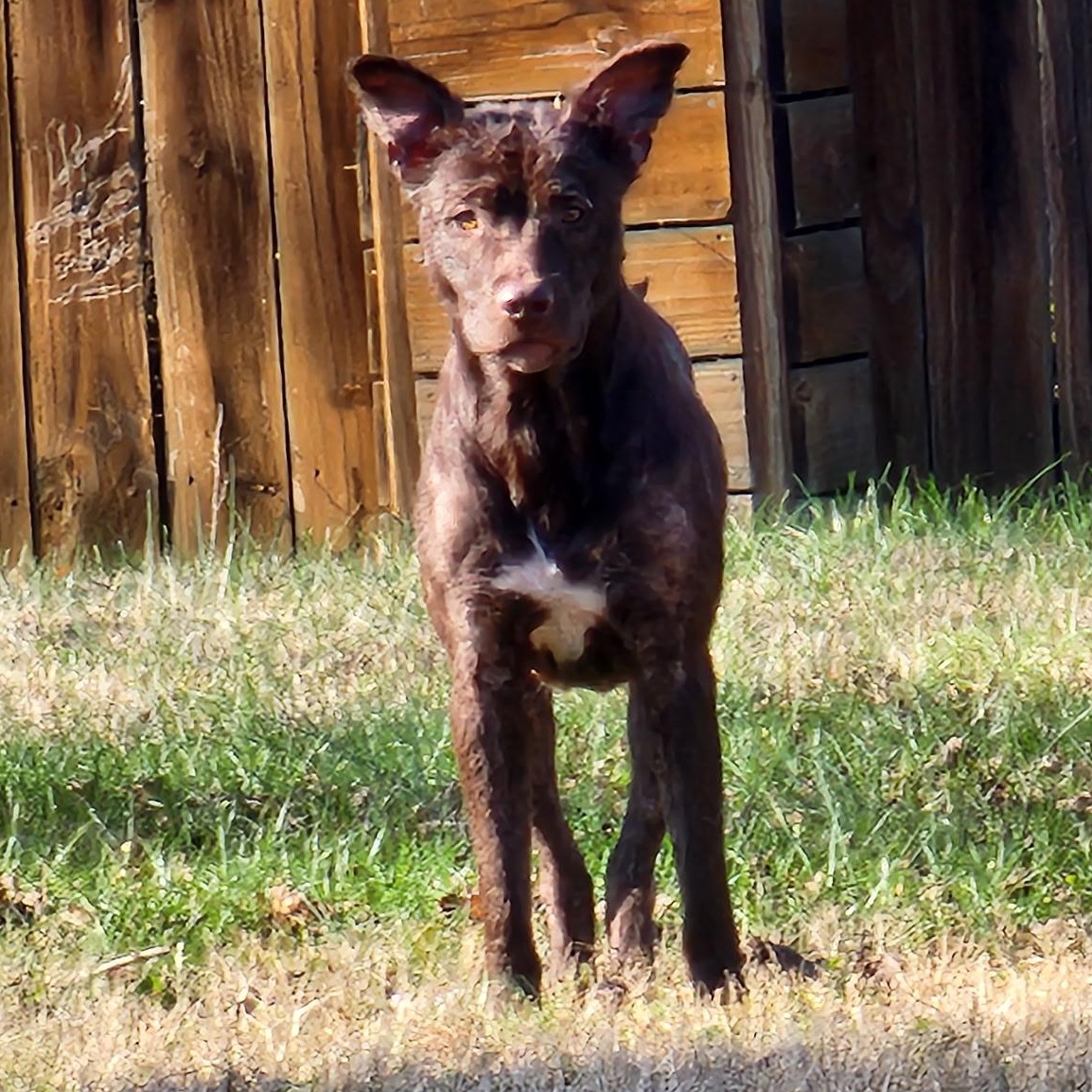 Leilani, a Adoptable Mixed Breed in Spring hill, TN image 4/6