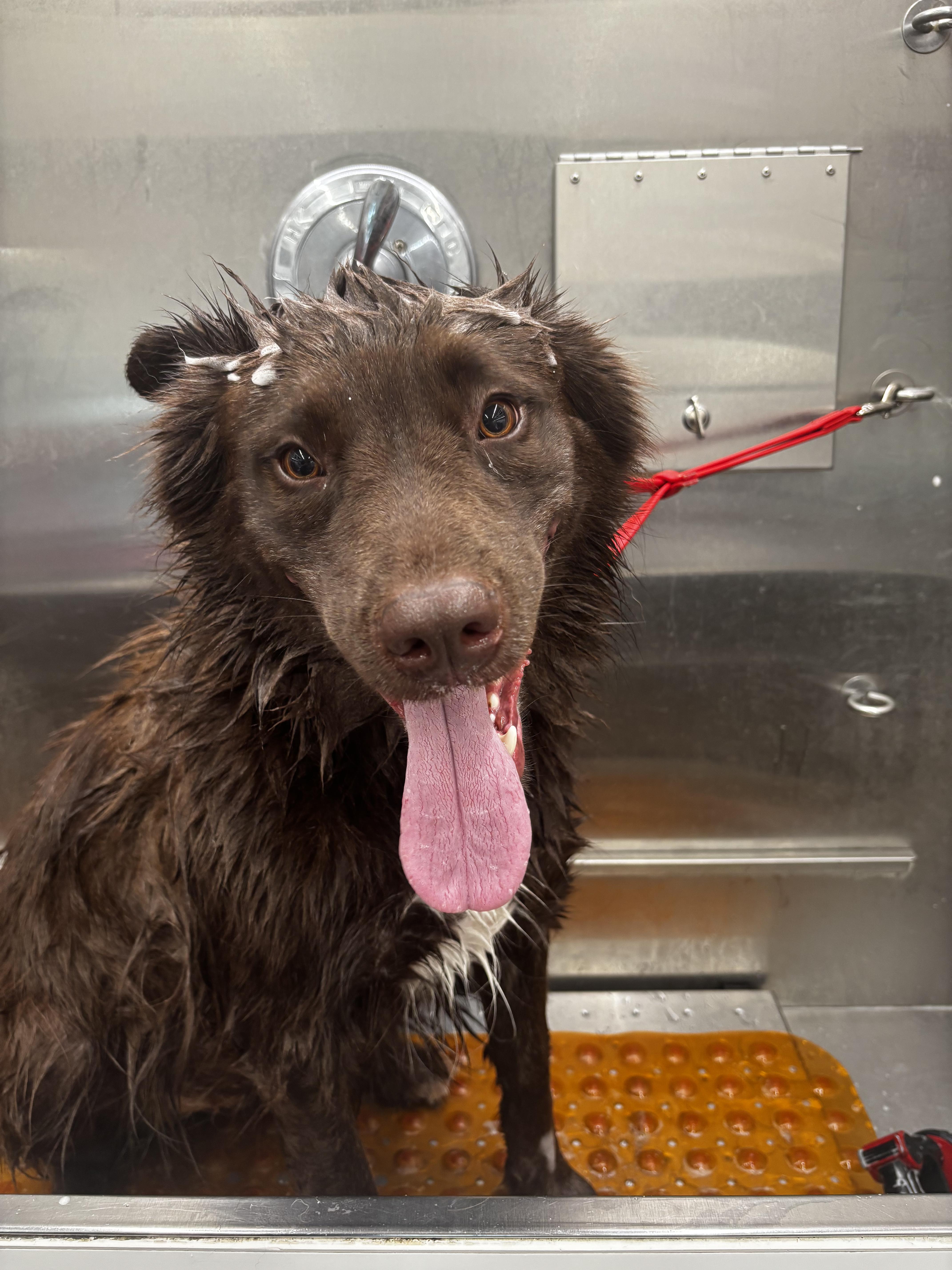 Leilani, adoptable, Adult Female Belgian Shepherd / Malinois & Husky.