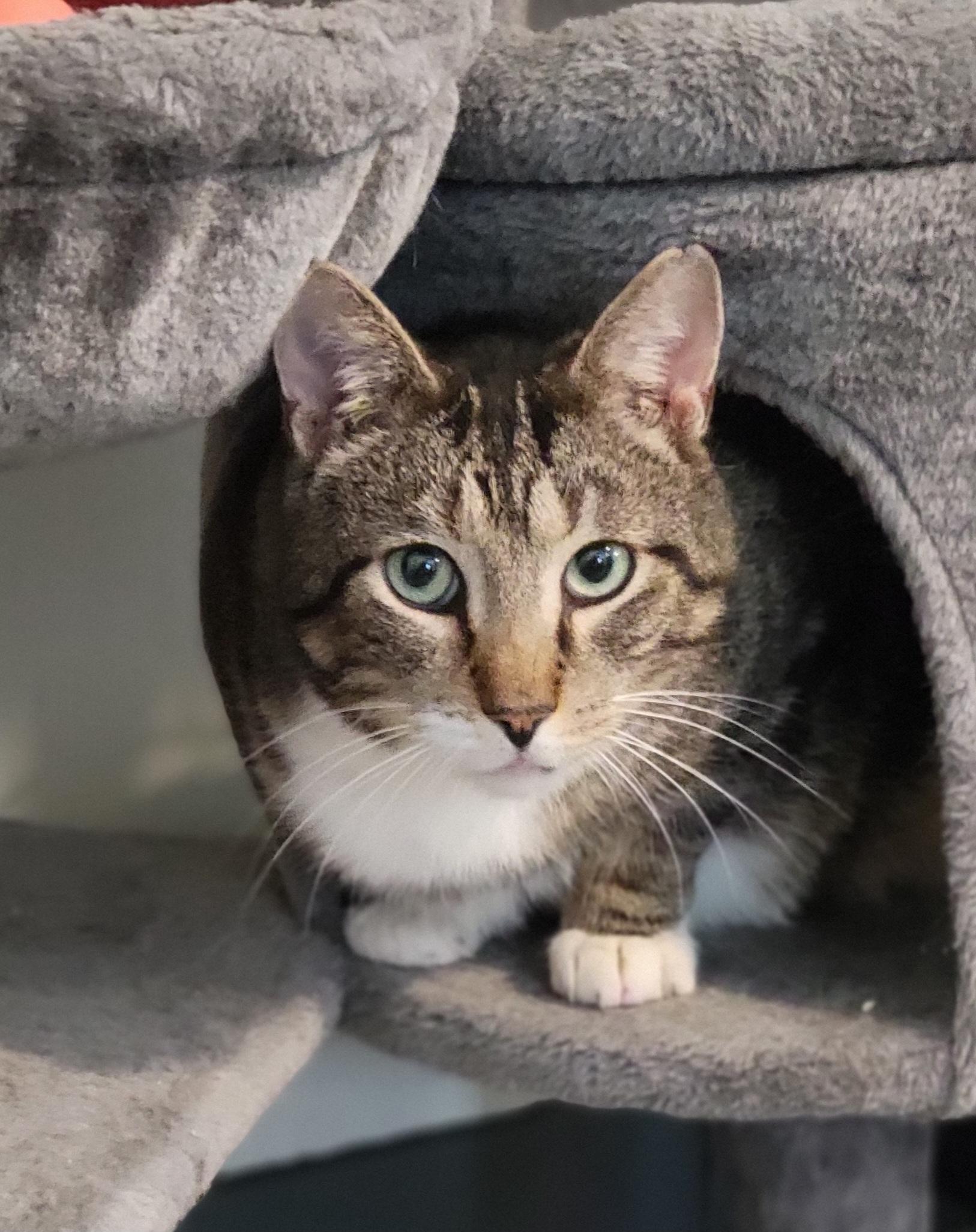 Max, a Adoptable Domestic Short Hair in Swartz Creek, MI image 1/6