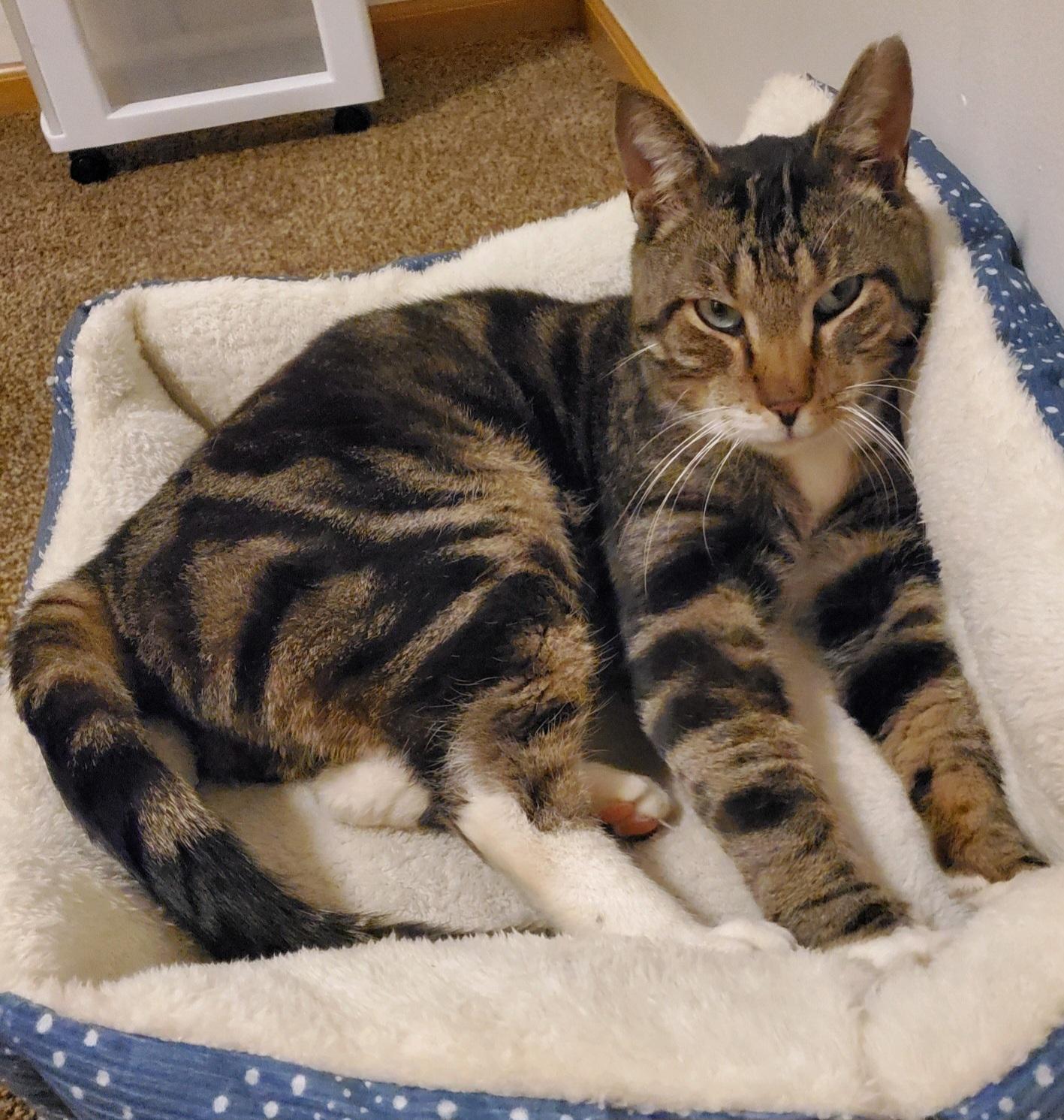 Max, a Adoptable Domestic Short Hair in Swartz Creek, MI image 6/6