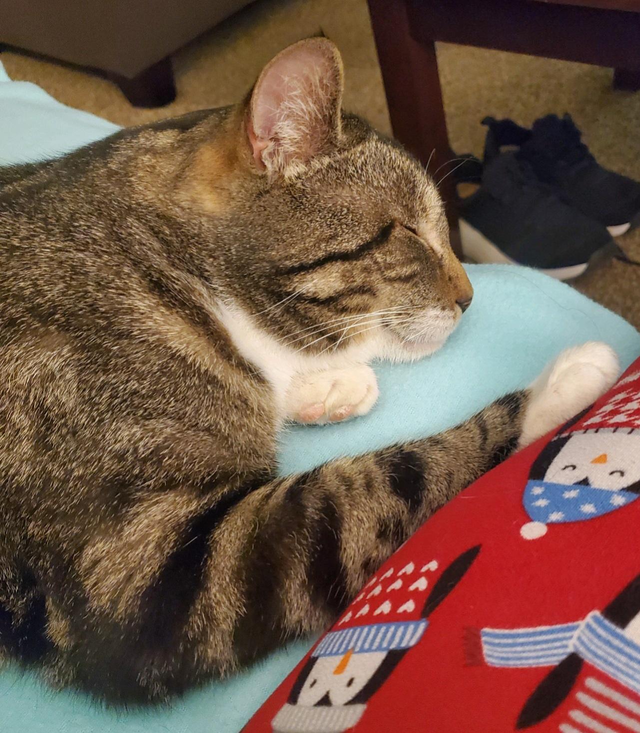 Max, a Adoptable Domestic Short Hair in Swartz Creek, MI image 3/6