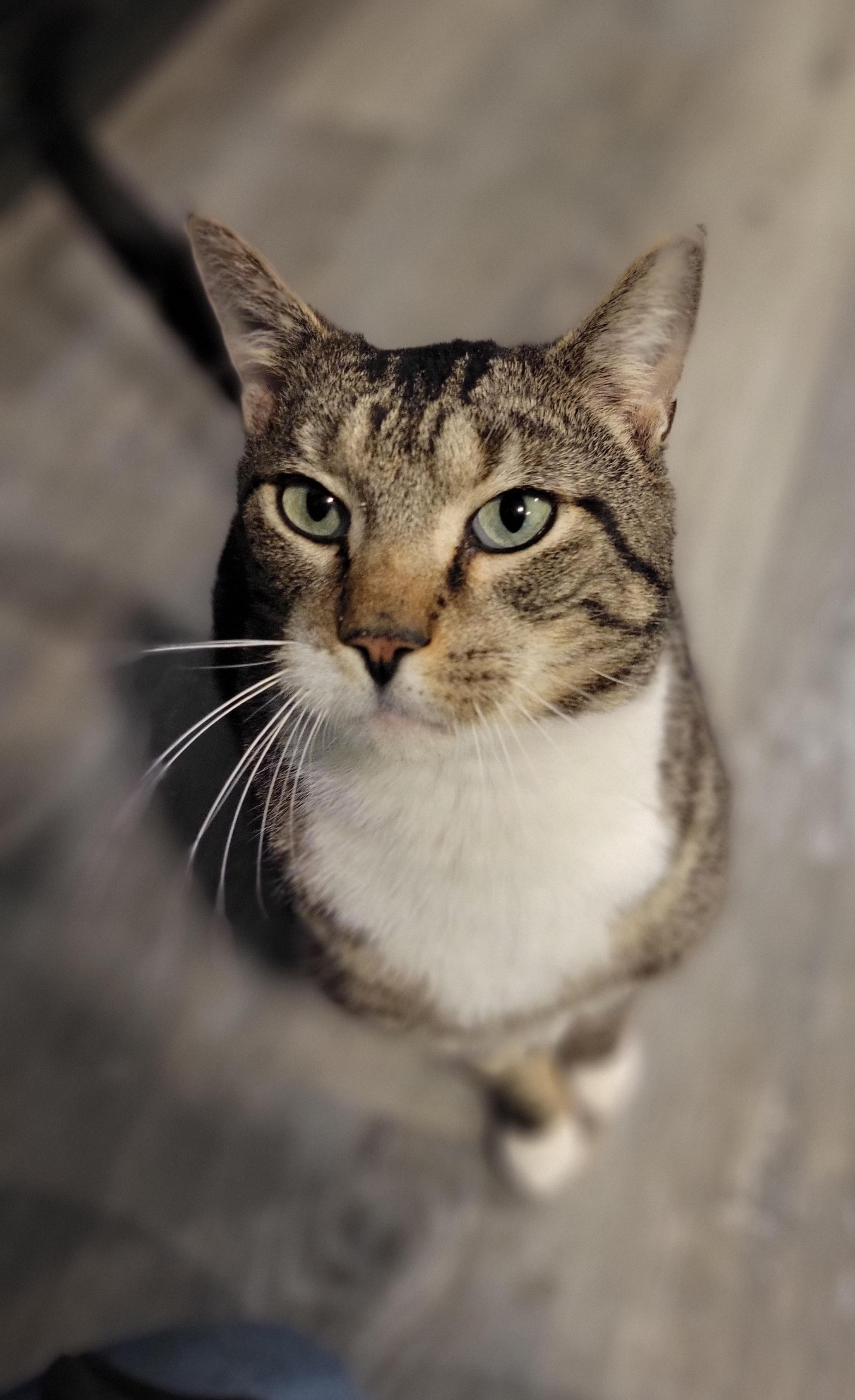 Max, a Adoptable Domestic Short Hair in Swartz Creek, MI image 2/6