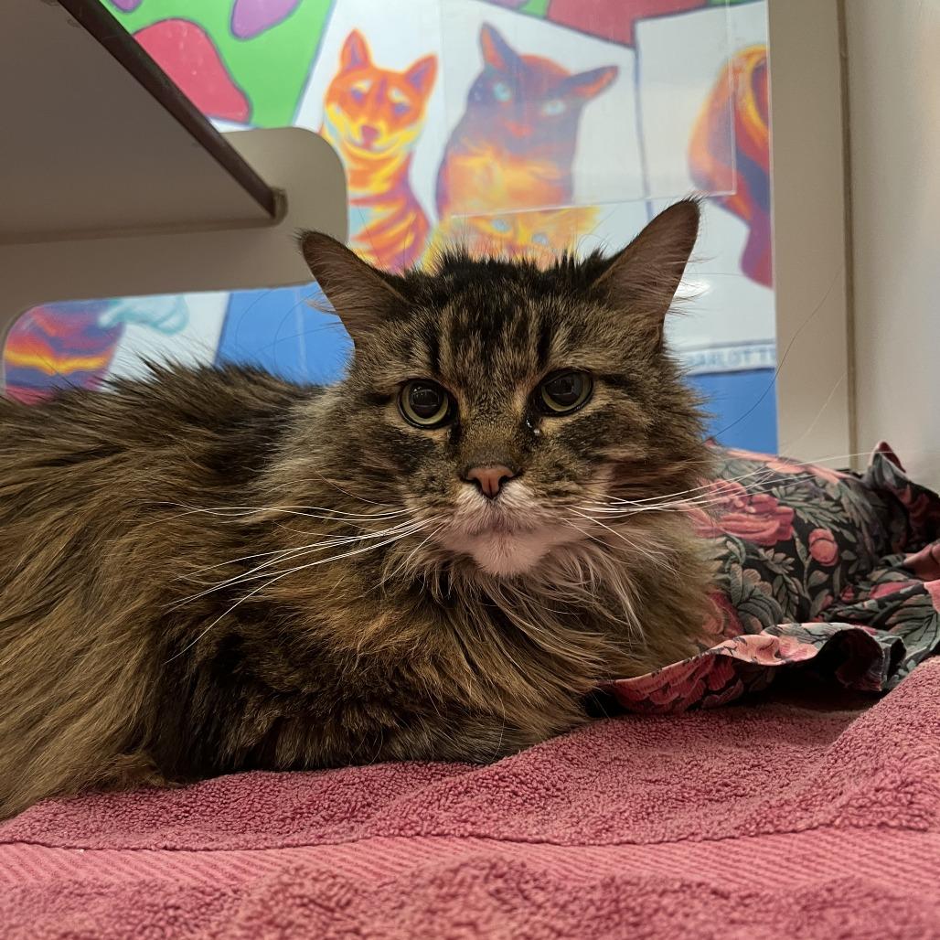 Enlarge Prince, a Adoptable Domestic Long Hair in Cheyenne, WY image 1/1