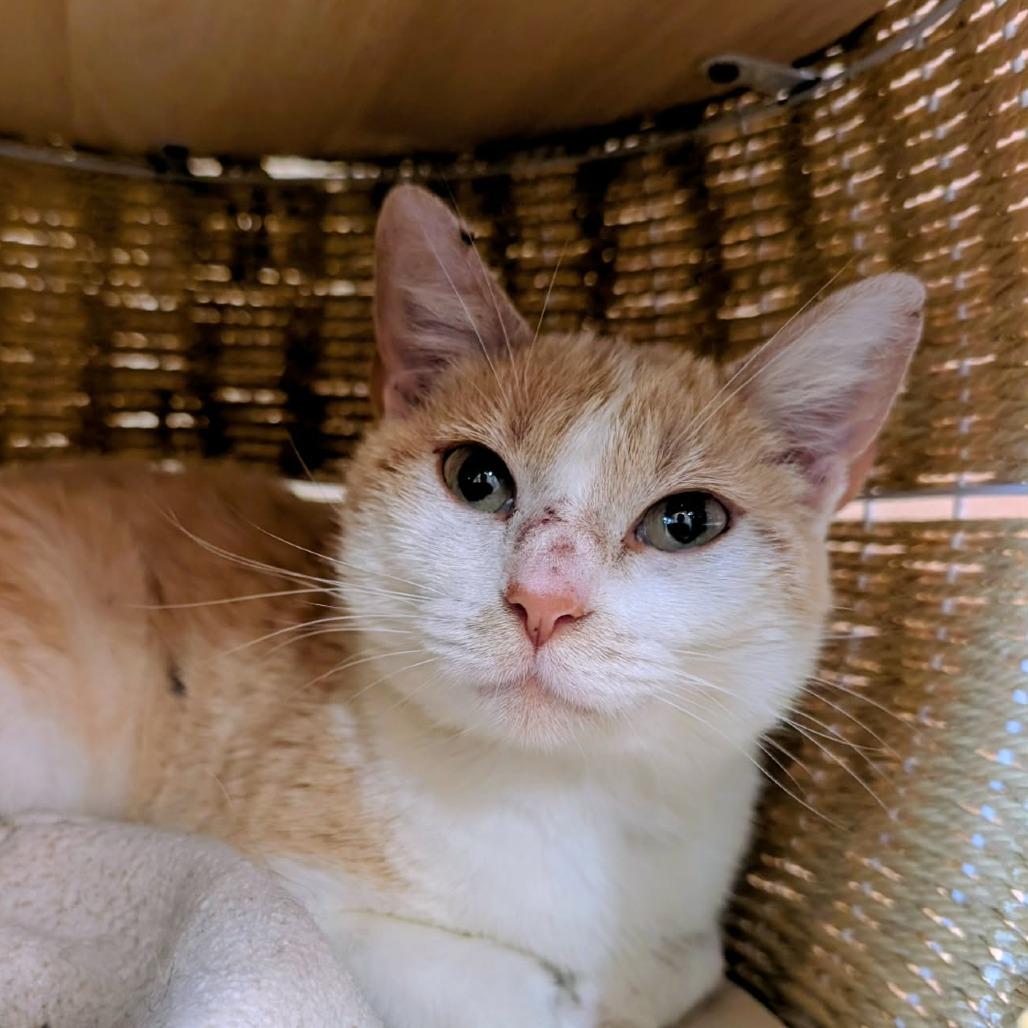Enlarge Duchess Honey, a Adoptable Domestic Short Hair in Huntsville, AR image 1/2